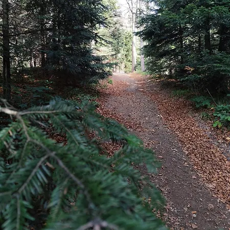 Kamenica * Zavidovici